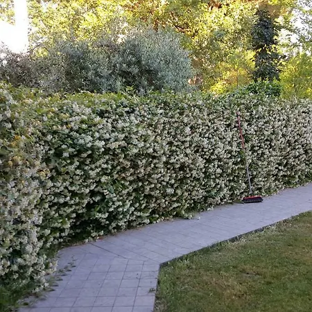 Vite Misano Adriatico