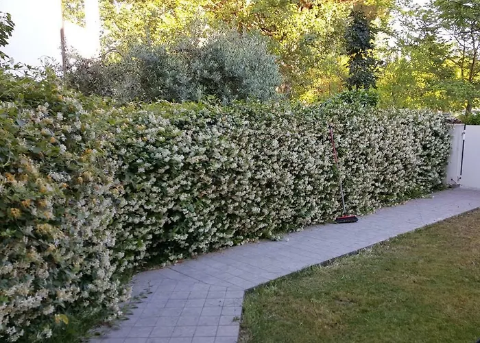 Vite Misano Adriatico